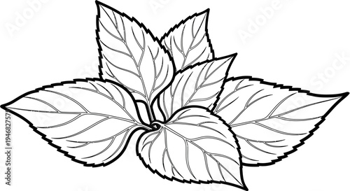 Black and White Outline Drawing of Green Leaves Plant, Vector Illustration