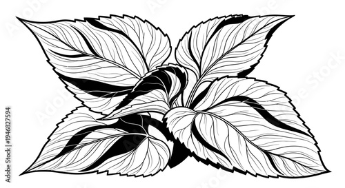 Hand Drawn Botanical Illustration of Mint Leaves