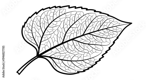 Detailed Outline of a Single Leaf with Intricate Vein Structure