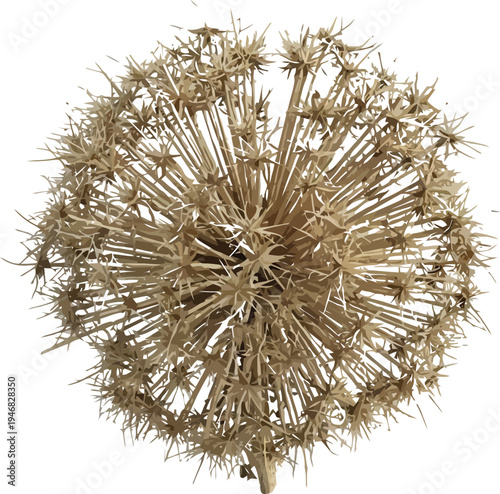 Detailed photograph capturing the intricate spherical structure of a dried seed head with sharp radiating spines against a transparent background.