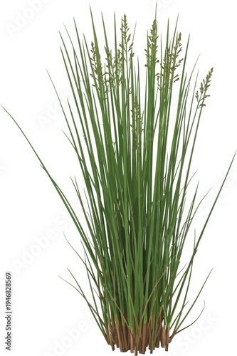 Tall cluster of green wetland grass stalks featuring developing seed heads isolated against a stark white background for design use.