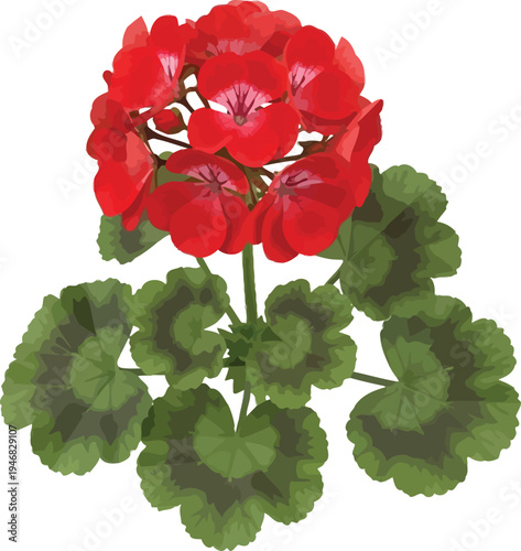 Vibrant cluster of bright red geranium flowers showcases deeply zoned green foliage against a clean white background for illustration