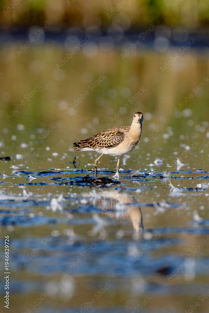Fototapeta premium Young Ruff Is Walking