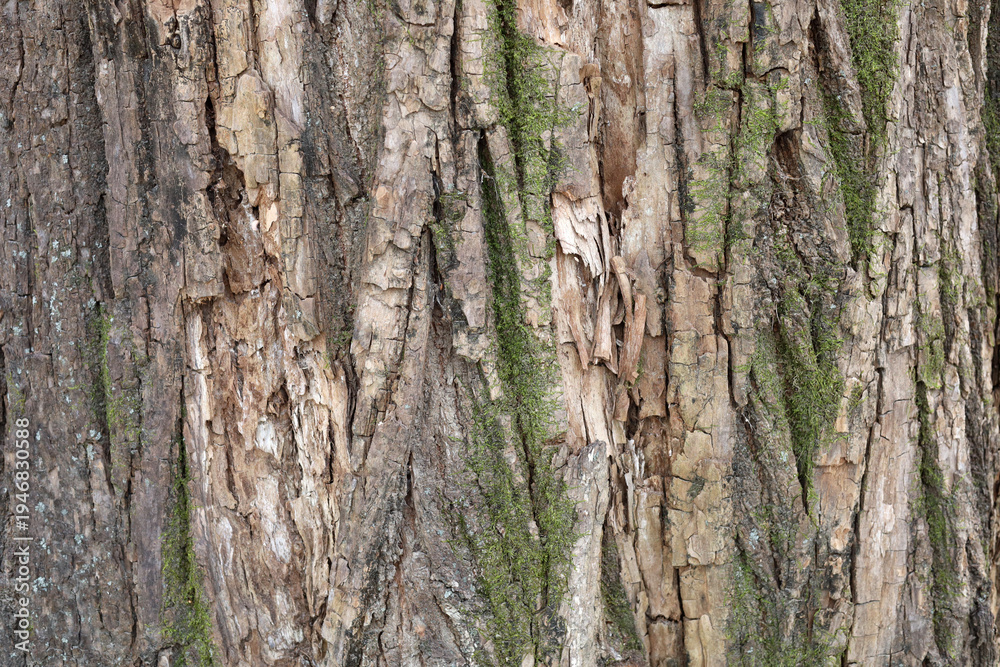 Obraz premium Tree bark texture with green moss growing on trunk