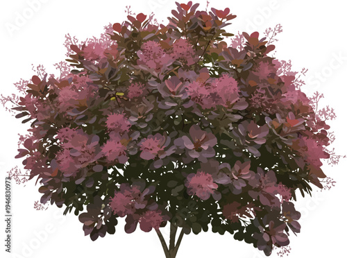 Stunning ornamental smoke bush with deep purple foliage and delicate airy pink plumes isolated for garden design elements
