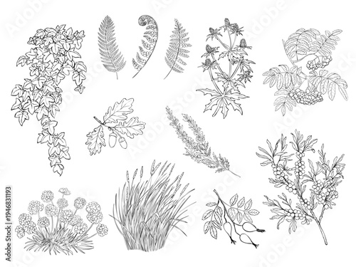 Coastal botanical line art set of ivy ferns sea buckthorn sea thrift sea thistle rosehip rowan berries grass and dune plants