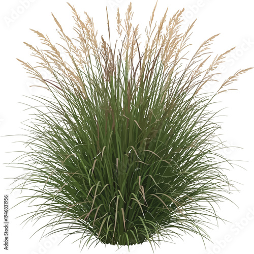 Beautiful ornamental grass clump featuring tall green blades and feathery tan flower plumes isolated on a transparent background for design work