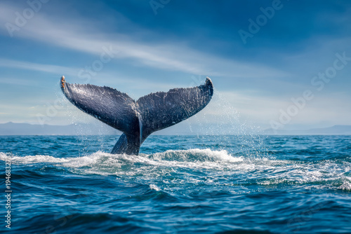 Majestic whale tail emerging from vibrant ocean waters under a clear blue sky creating an awe-inspiring scene of marine wildlife in its natural habitat