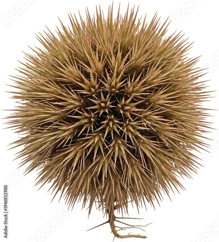 Extreme close up isolated shot reveals the sharp spiky brown seed pod husk of a wild chestnut against a clean white background representing nature's defense.