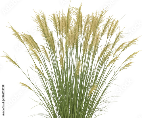 Beautiful ornamental pampas grass plant with feathery plumes isolated against a clean white background ideal for digital design