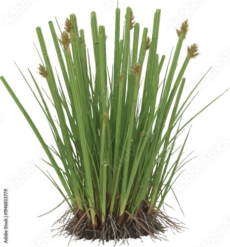Detailed rendering of a healthy green bulrush plant featuring visible fibrous roots isolated against a stark white background for design projects