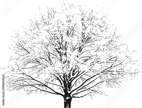 Isolated bare deciduous tree heavily laden with white snow on its intricate branches against a translucent light blue sky background during winter.