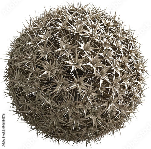 Isolated close up view of a dried spiky seed head resembling a highly defensive natural globe of sharp botanical protrusions against a transparent background