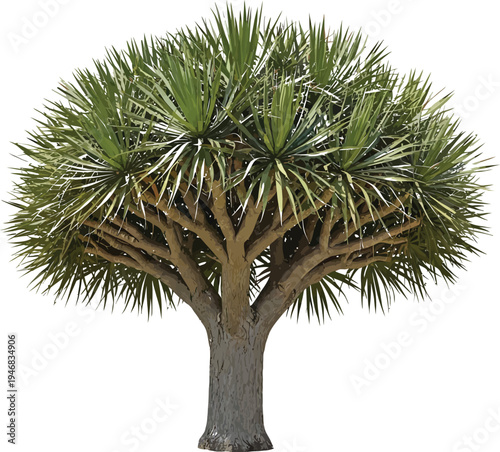 Majestic dragon tree specimen showcasing its distinctive branched trunk and dense crown of spiky green foliage isolated against transparency for design projects.
