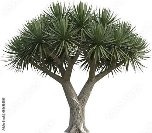 Isolated yucca elephantipes tree cutout featuring a distinctive bifurcated trunk and spiky green foliage perfect for architectural visualization projects.