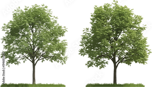 Two isolated deciduous trees with vibrant green summer foliage and small patches of grass stand ready for design projects