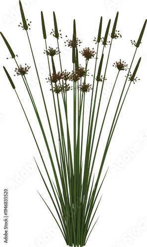 Realistic three dimensional rendering of a cluster of flowering rush plants featuring tall green stalks and brown seed heads isolated on a white background.