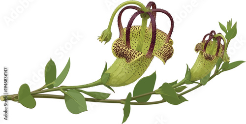 Close up view of a peculiar Aristolochia littoralis flower showing its unusual shape and green speckled texture on a clean white background