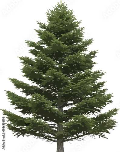 Isolated evergreen conifer tree with dense green foliage and distinct trunk rendered realistically against a clean white background for design use
