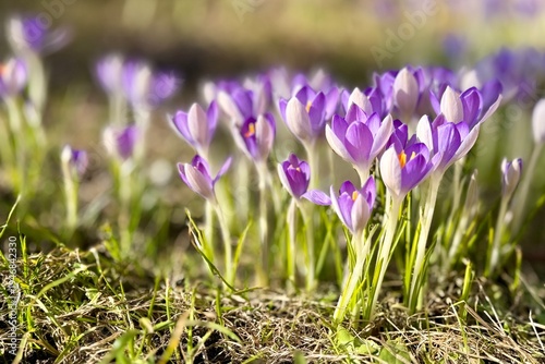 Photos Purple spring crocuses blooming in soft sunlight on fresh grass, with delicate petals and blurred floral background