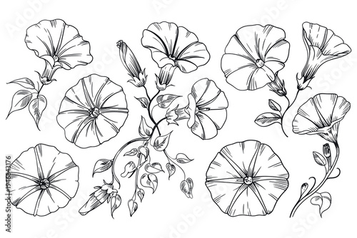 Morning Glory Flowers and Buds Hand Drawn Sketch Botanical Illustration