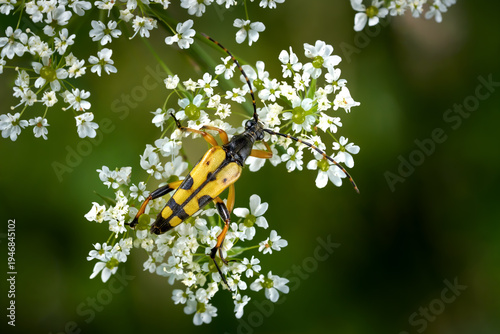 Foto Gefleckter Schmalbock (Rutpela maculata) Männchen auf einem Doldenblütler vor gr