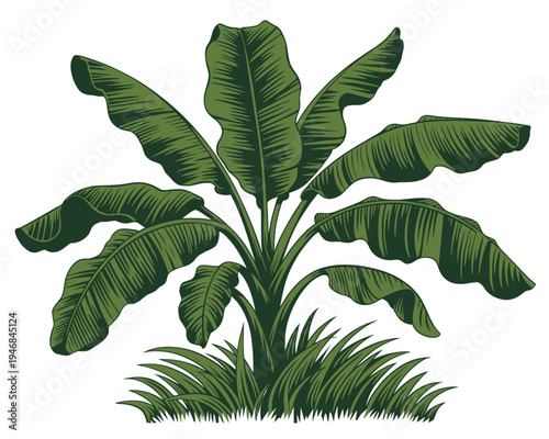 Green banana plant with large leaves and grass isolated on transparent background