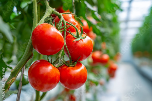 Wallpaper Mural Ripe red tomatoes hanging on vibrant green vines inside a spacious greenhouse with natural light and blurred rows of plants in the background Torontodigital.ca