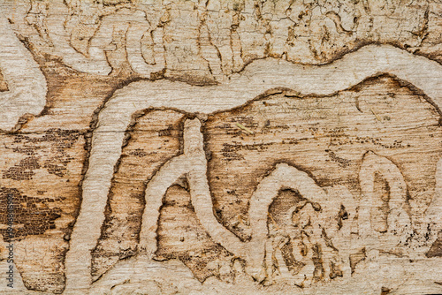 Foto Tree Damage from the Emerald Ash Boring Beetle
