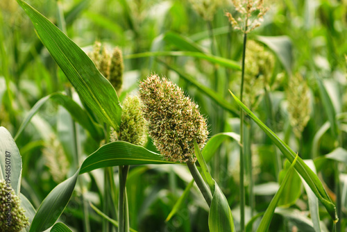 Foto Sorghum bicolor, commonly called sorghum and also known as great millet, durra, jowar, jowar jowar, or milo, grain sorghum