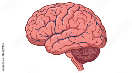 Detailed vector illustration of human brain anatomy with arteries and veins. Ideal for medical, scientific, education, and health-related content.