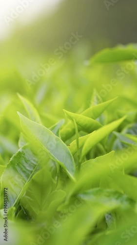 Wallpaper Mural Fresh green tea leaves growing on a plantation, vertical macro shot of high quality tea sprouts. Lush tea plantation with vibrant green sprouts. Young tea bushes under morning sun Torontodigital.ca