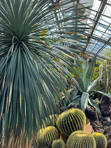 Lush Tropical Plants and Cacti in a Botanical Greenhouse