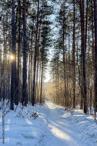 Sunlit Winter Forest Path with Snow