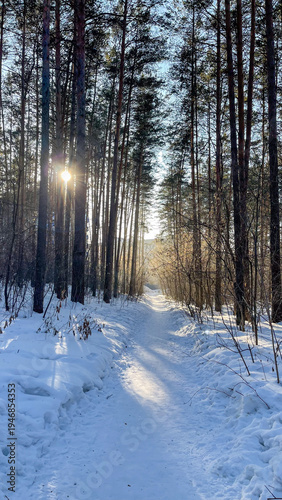 Sunlit Winter Forest Path with Snow