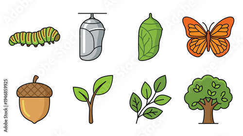 Vibrant flat design vector icons illustrating butterfly metamorphosis (caterpillar, chrysalis, butterfly) and plant growth (acorn, sprout, tree). Ideal for educational content, nature apps