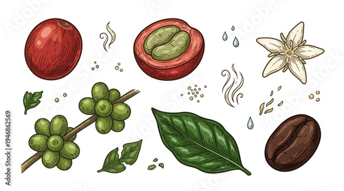 Illustration of coffee cherry, flower, leaf and bean stages on white background, showing natural production journey from plant to roasted bean