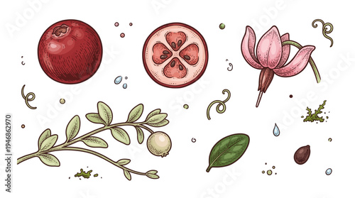 Colored vintage engraving style set of cranberry berries, half slice with seeds, flower, and green leaves isolated on white background.