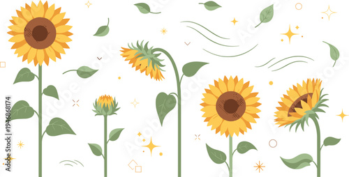 Vector Illustration Set of Sunflowers in Different Growing Stages Including Blooming Flowers Buds and Leaves Isolated on White
