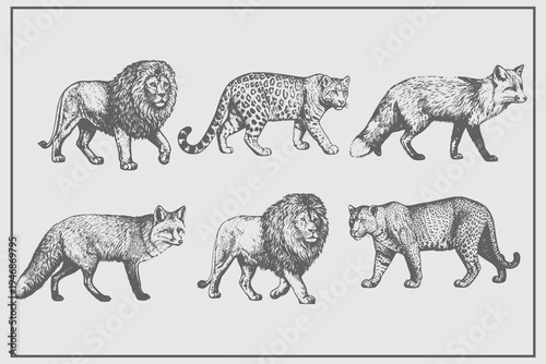 engraving style lion, fox, tiger illustration. Vintage animal set for creative design. lion king set illustration ink sketch. Eps 10