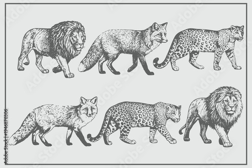lion, fox, tiger in Vintage engraving style illustration. Retro hand drawn animal set. Africa wild cat background animal silhouette art.