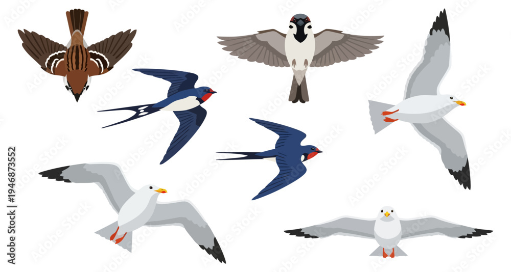 Fototapeta premium collection of birds