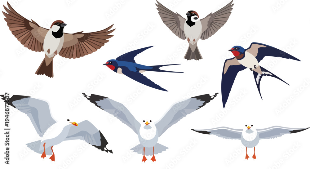 Fototapeta premium collection of birds