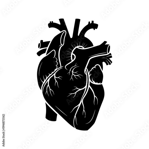 Anatomical Heart Illustration: Medical Study of Cardiovascular System and Blood Circulation on White Background, Graphic Style for Healthcare Professionals, Educational Use and Biological Research, Or