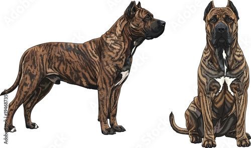 Dogo Canario dog standing side profile sitting facing front pose set