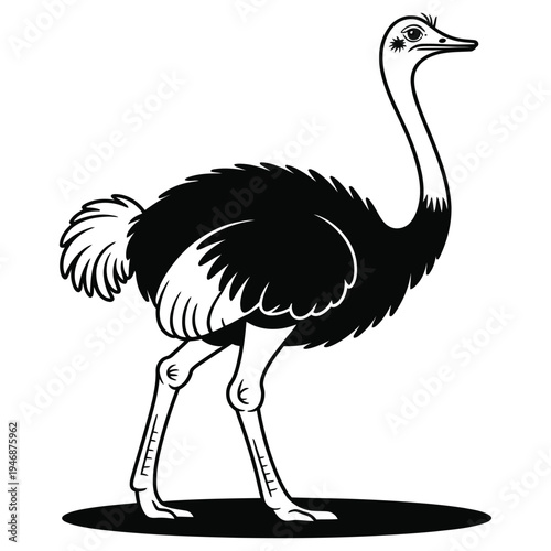 ostrich vector illustration