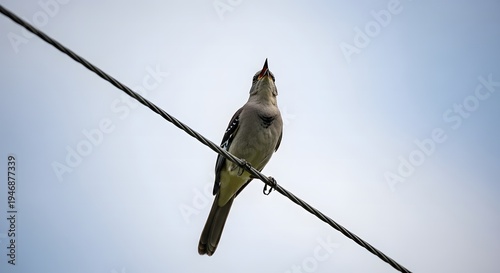 A small bird sitting on a power line
