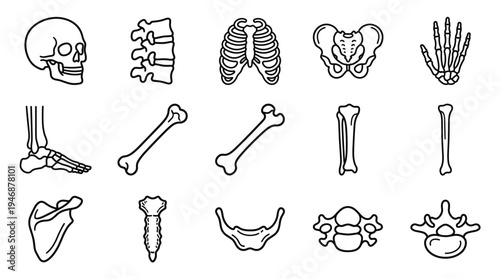 A comprehensive vector set of human skeleton bones in simple outline style, ideal for medical, educational, and scientific design projects requiring clear anatomical illustrations.