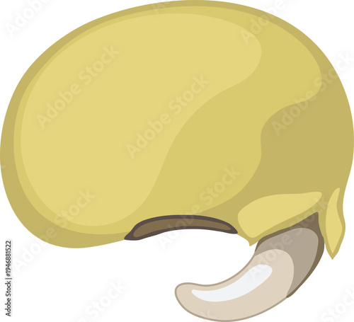 Sprouted soybean with roots isolated on white background