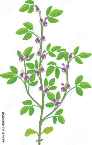 Flowering soybean plant illustration, Glycine max in bloom stage